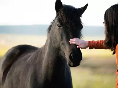 Découverte Sensorielle avec les Chevaux : Connexion Authentique et Mieux-Être